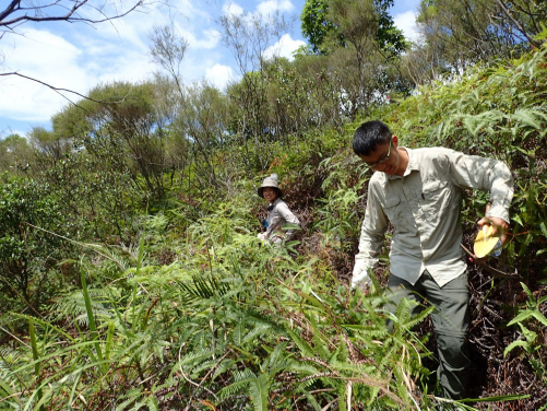 Ms Ying LUO and Mr Chase Liu Wei WANG from the Insect Biodiversity and Biogeography Laboratory resampling ants in a shrubland in 2010s. (Photo credit: Insect Biodiversity and Biogeography Laboratory.)
 